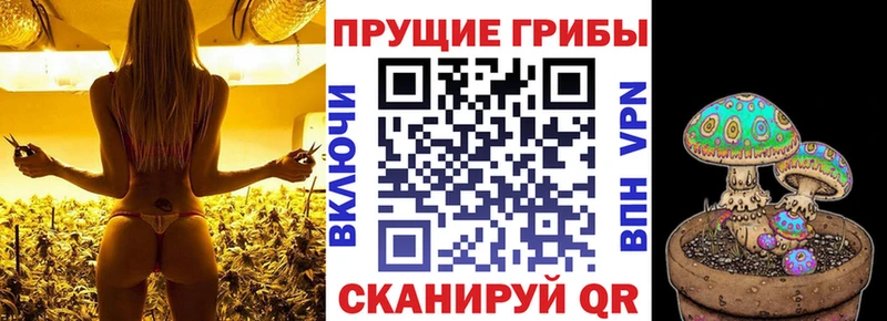 Галлюциногенные грибы Psilocybine cubensis  где купить   Новопавловск 
